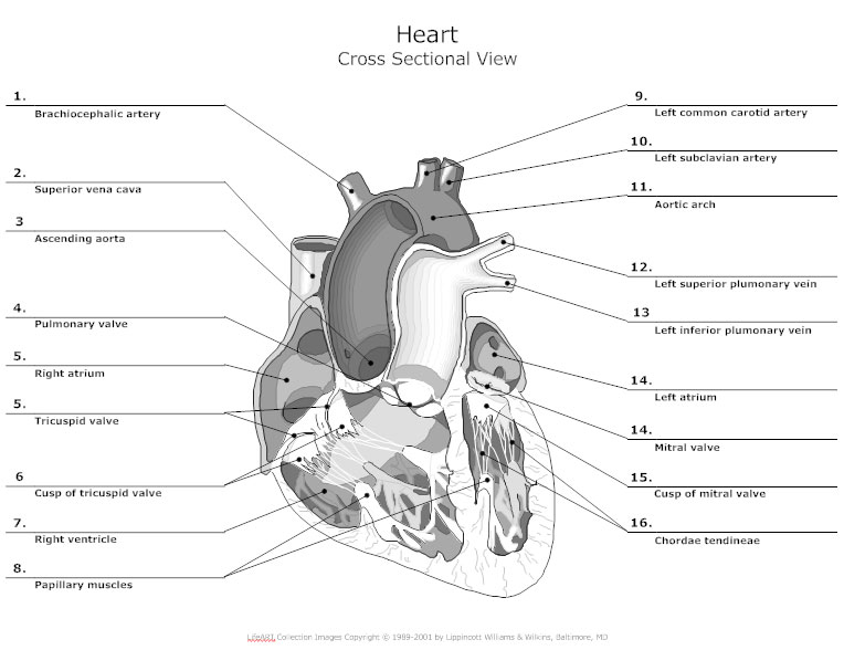 Anatomy Chart How To Make Medical Drawings And Illustrations