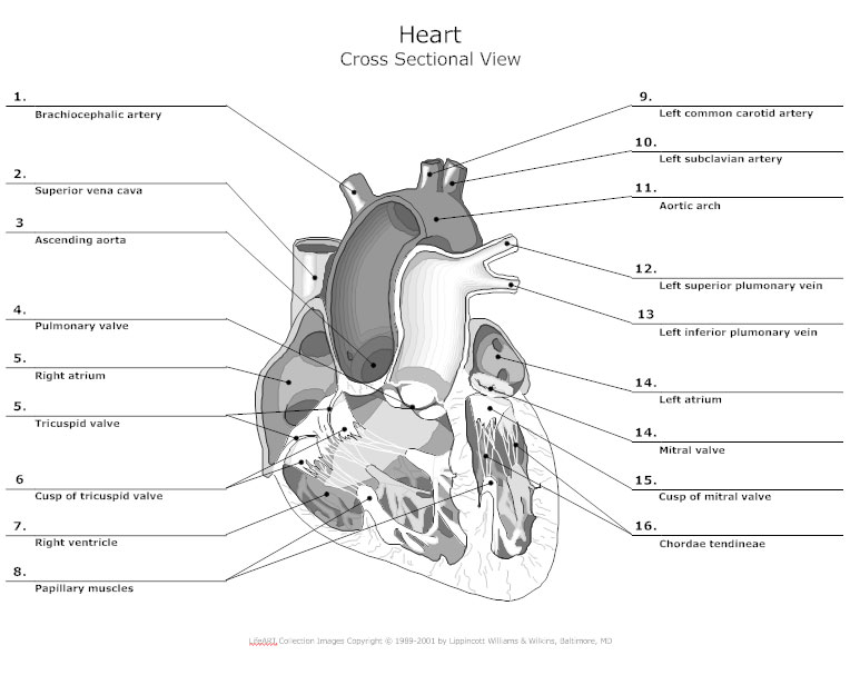 Heart Cross Sectional View - Anatomy Chart