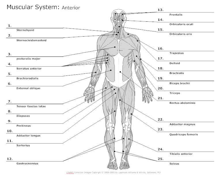 Blank X Ray Technique Chart