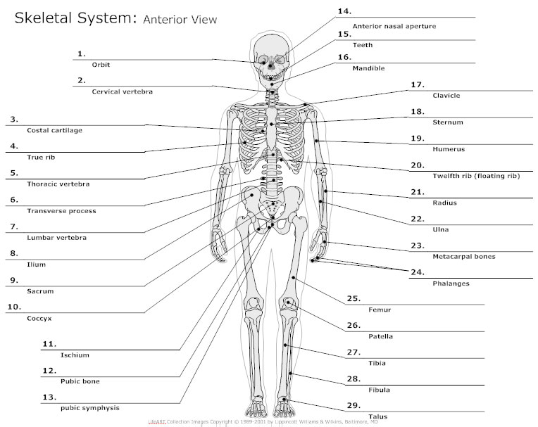 Who uses anatomical organ charts?