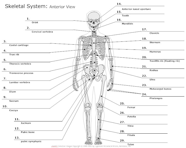 Blank Human Body Diagram Human Anatomy