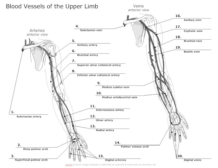 Circulatory System Diagram Cardiovascular System And Blood Circulation Diagram