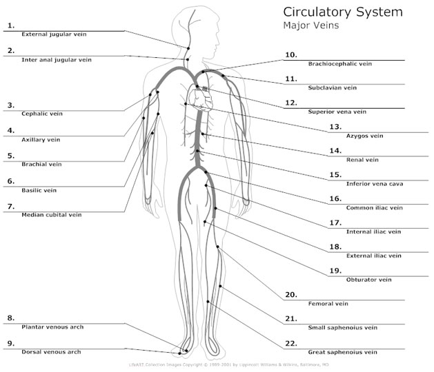 Systemic circulation diagram