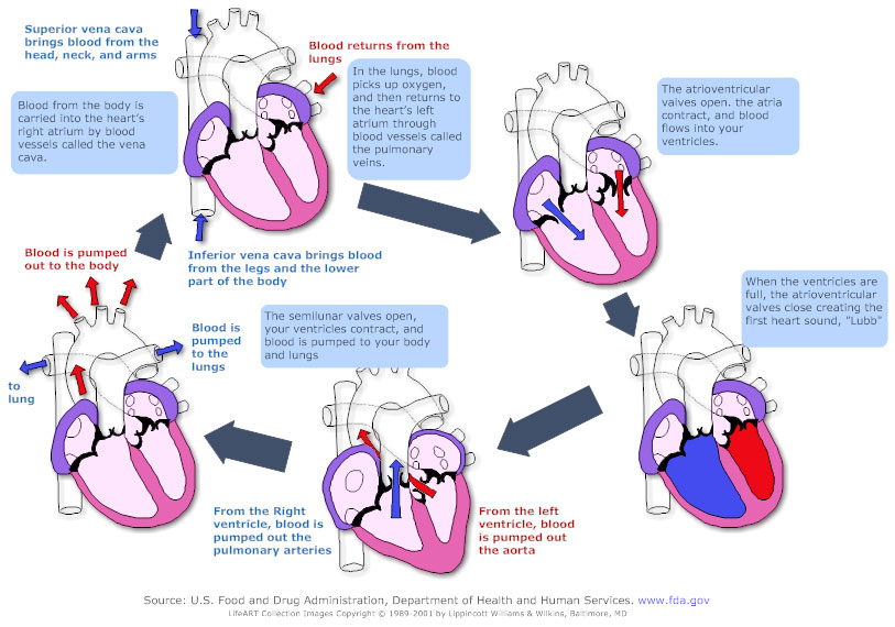 Circulatory System Diagram - Cardiovascular System and Blood