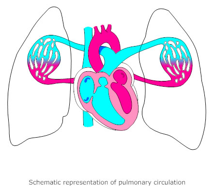 Pulmonary circulation diagram