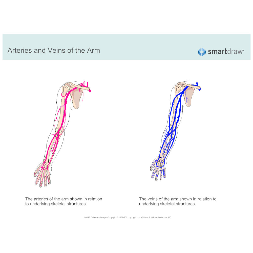 Veins And Arteries Of The Arm