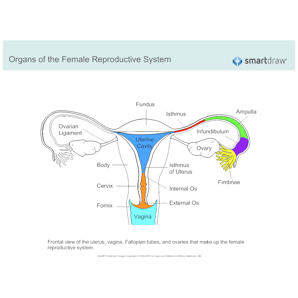 Parts And Functions Of Male And Female Reproductive System   289f9ca6 Cc7c 421b A916 D961a86d8f60 