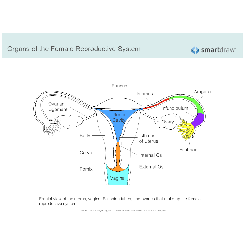 Female Reproductive Organ Labelling Labelled Diagram Gambaran
