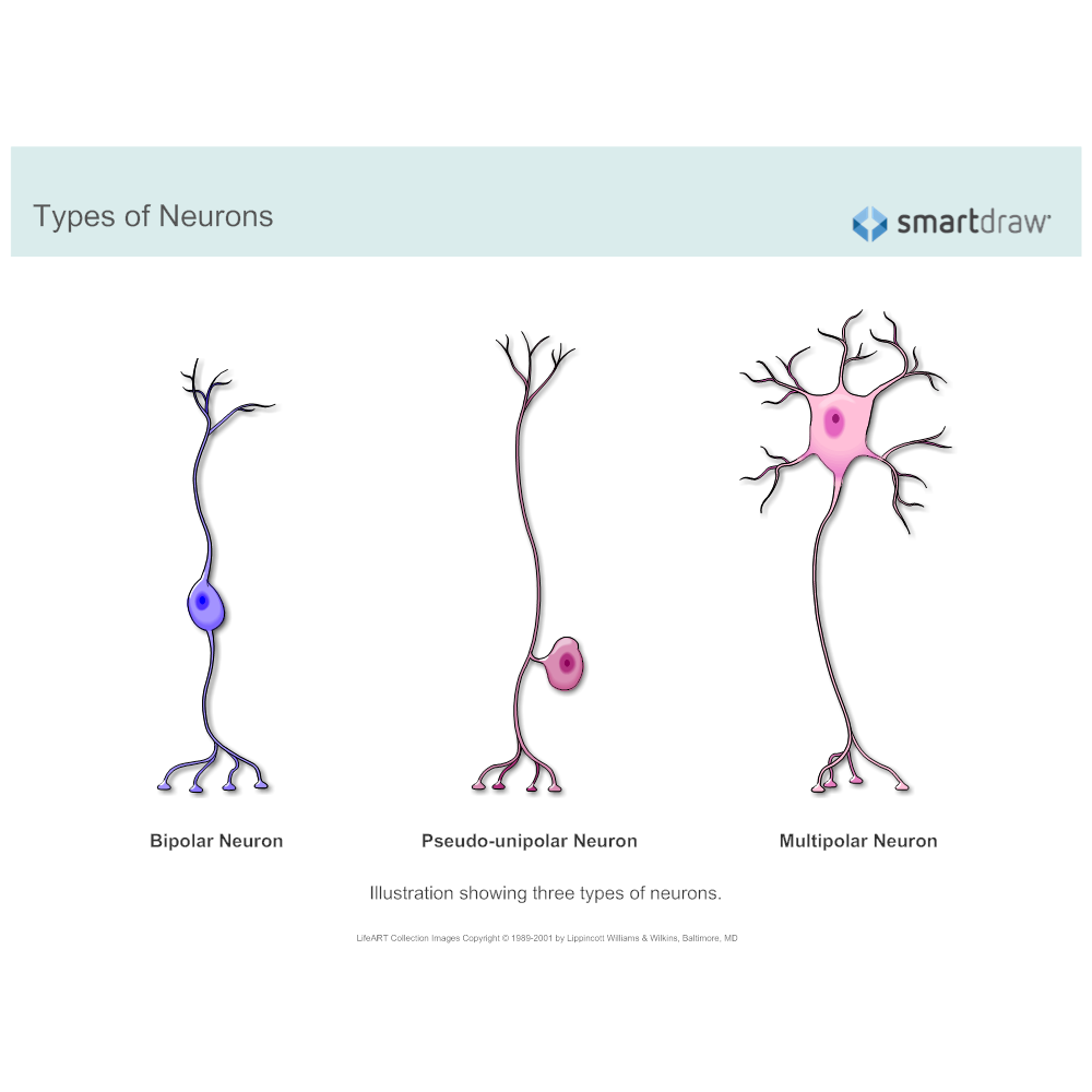 Types of Neurons
