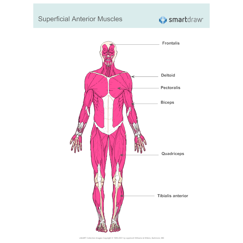 Muscular System Diagram 10