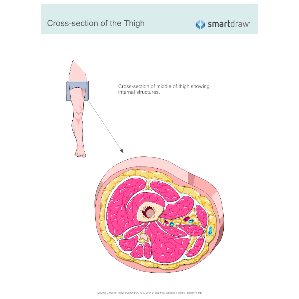 Cross-section of the Thigh