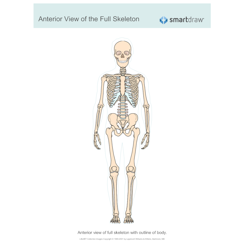 View of the Full Skeleton - Anterior