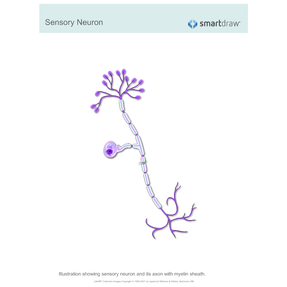 Sensory Neuron