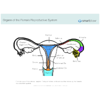 Anatomy Chart Examples