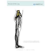 Nervous System Examples