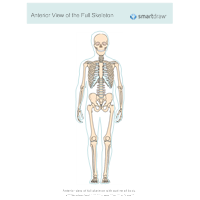 Skeletal System Diagram Examples