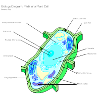 Biology Diagram Examples