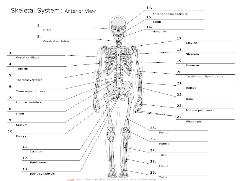 Anterior View Skeletal Diagram