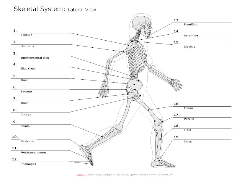 draw the human skeletal system and label it parts