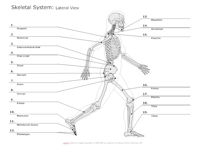 Lateral View Skeletal Diagram