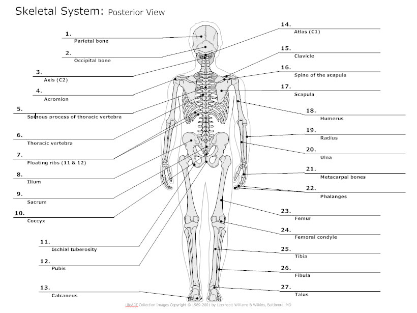 Posterior View Skeletal Diagram