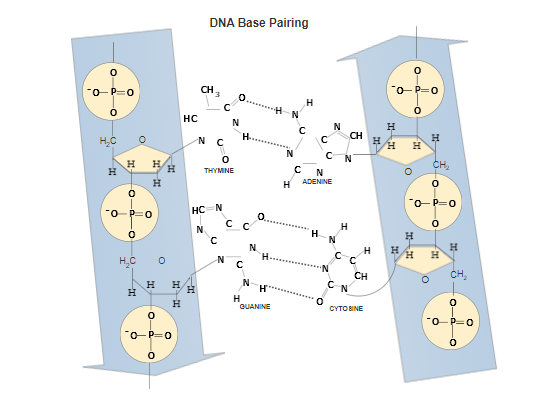 physics experiment diagram maker