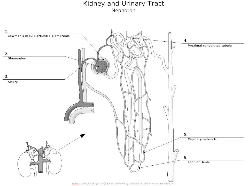 Urinary tract diagram