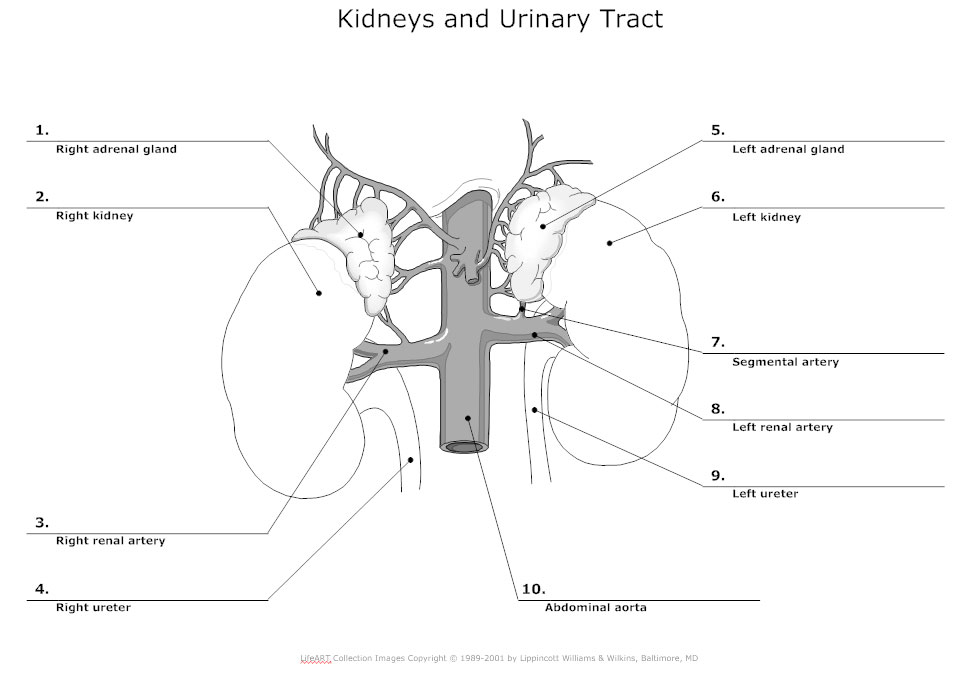 Urinary System Diagram - Kidney, Urinary Tract, Renal System Diagrams